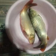 فروش ماهی کپور دریا