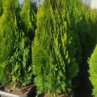 کامیس نکدار گلدان 40 و 45