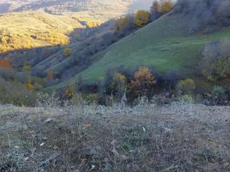 زمین کشاورزی دیلمان