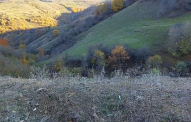 زمین کشاورزی دیلمان