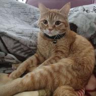 واگذاری گربه