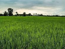 فروش ویژه زمین شالی 2000 متر در جاده آمل به محمودآباد در شیپور