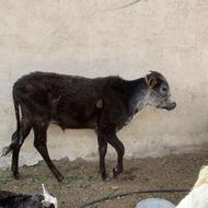 گوساله نر هشت ماهه
