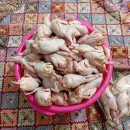 بلدرچین.اورگانیک کشتار روز گرم از امروز تا یک هفته موجود .