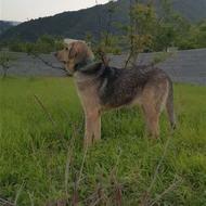 واگذاری ماده پژدر اصیل