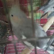 فروش 6 عدد عروس هلندی