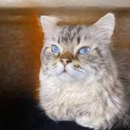 مشخصات گربه: اسمش simba نژاد Ragdoll(رَگدال) سن2سال و11ماه