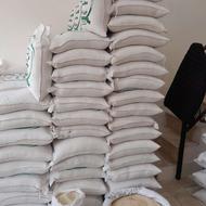 انواع برنج هاشمی وارقام محلی خوش عطروخوشپخت