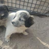 واگذاری توله سگ پاکوتاه روباهی