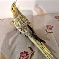 عروس هلندی مولد