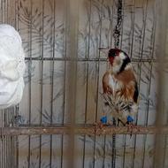 سهره قفسی نر