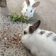 فروش فوری خرگوش نرماده