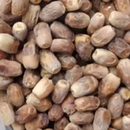 خرما قصب درجه 1