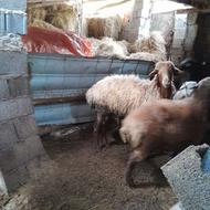 دوعددگوسفند نر تخمی