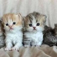 واگذاری توله بریتیش سفید و گلد