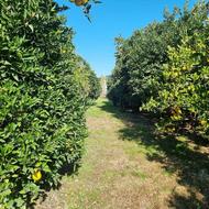 خرید وفروش زمینهای هکتاری