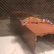 یک جفت اکسلوتل خوش گرید و یک عدد گکو 3 ماهه