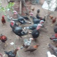 بوقلمون برنز