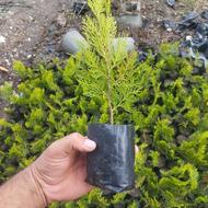 کامیس زعفرانی