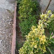 شمشاد بزرگ گلدانی