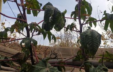 خانه ویلایی در باغبهادران