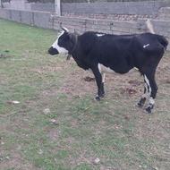 گاو داشتی شکم دوم