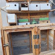 قفس برای پرنده