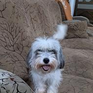 سگ خانگی اپارتمانی واگذاری