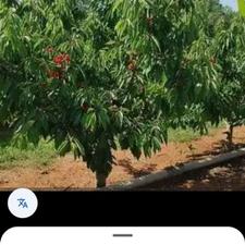 باغ گیلاس و آلبالو 5ساله