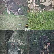 واگذاری سگ افقان پژدر