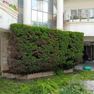 علفتراشی هرس بریدن درخت کلیه کارهای باغبانی