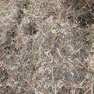 علف سویا درجه یک پربرگ و نازک