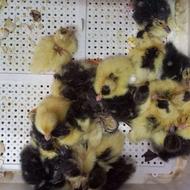 تخم نطفه دار قوغاز اردک محلی مسکوی مرغ مرندی جاپنیز