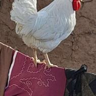 خروس جوان فروشی