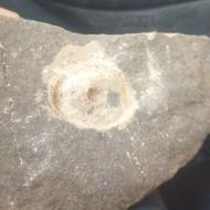 فسیل مربوط به حلزون