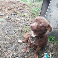 واگذاری سگ گیرنده و حرف گوش کن