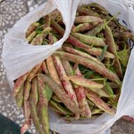 لوبیا چیتی تازه