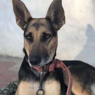 واگذاری سگ ماده نگهبان فوق العاده