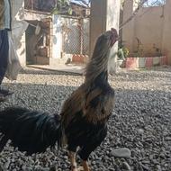 فروش خروس لاری صابونی اصیل