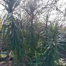 گل یوکا 20 ساله (6 شاخه)