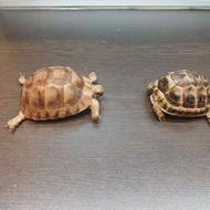 تراویوم و لاکپشت مهمیز دار یک ساله