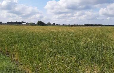 فروش زمین کشاورزی با امکانات در جاده جویبار