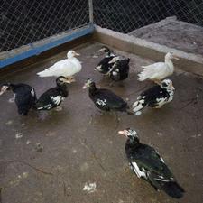 اردک اسرائیلی