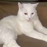 واگذاری گربه اسکاتیش انفولد سفید