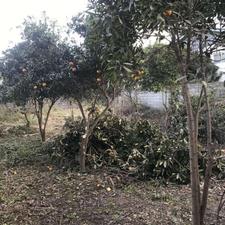 فروش زمین مسکونی 320 متر در دابودشت