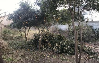 فروش زمین مسکونی 320 متر در دابودشت