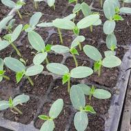 بوته خیار ویکتور