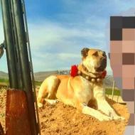 توله سگ سراب واگزاری