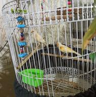 قناری نر و ماده موزاییکی