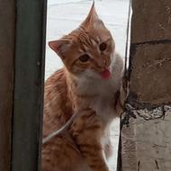 واگذاری گربه 4ماهه نربامزه نارنجی مهربون